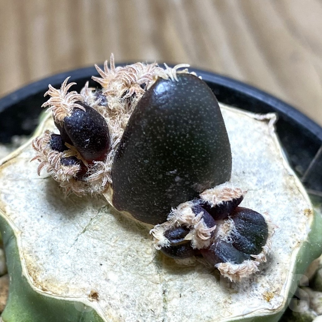 SH5786 Ariocarpus pure fourfingeks, Clone 21, grafted