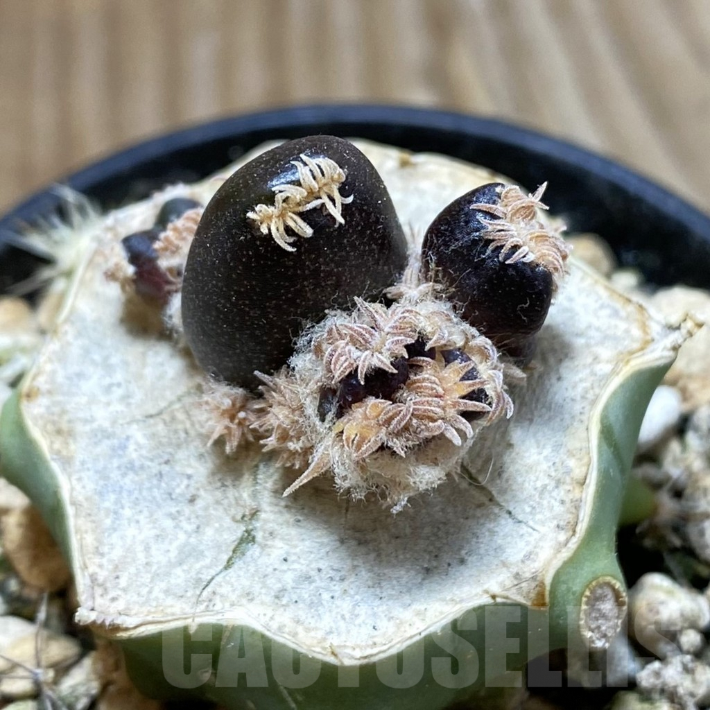 SH5786 Ariocarpus pure fourfingeks, Clone 21, grafted – Image 2