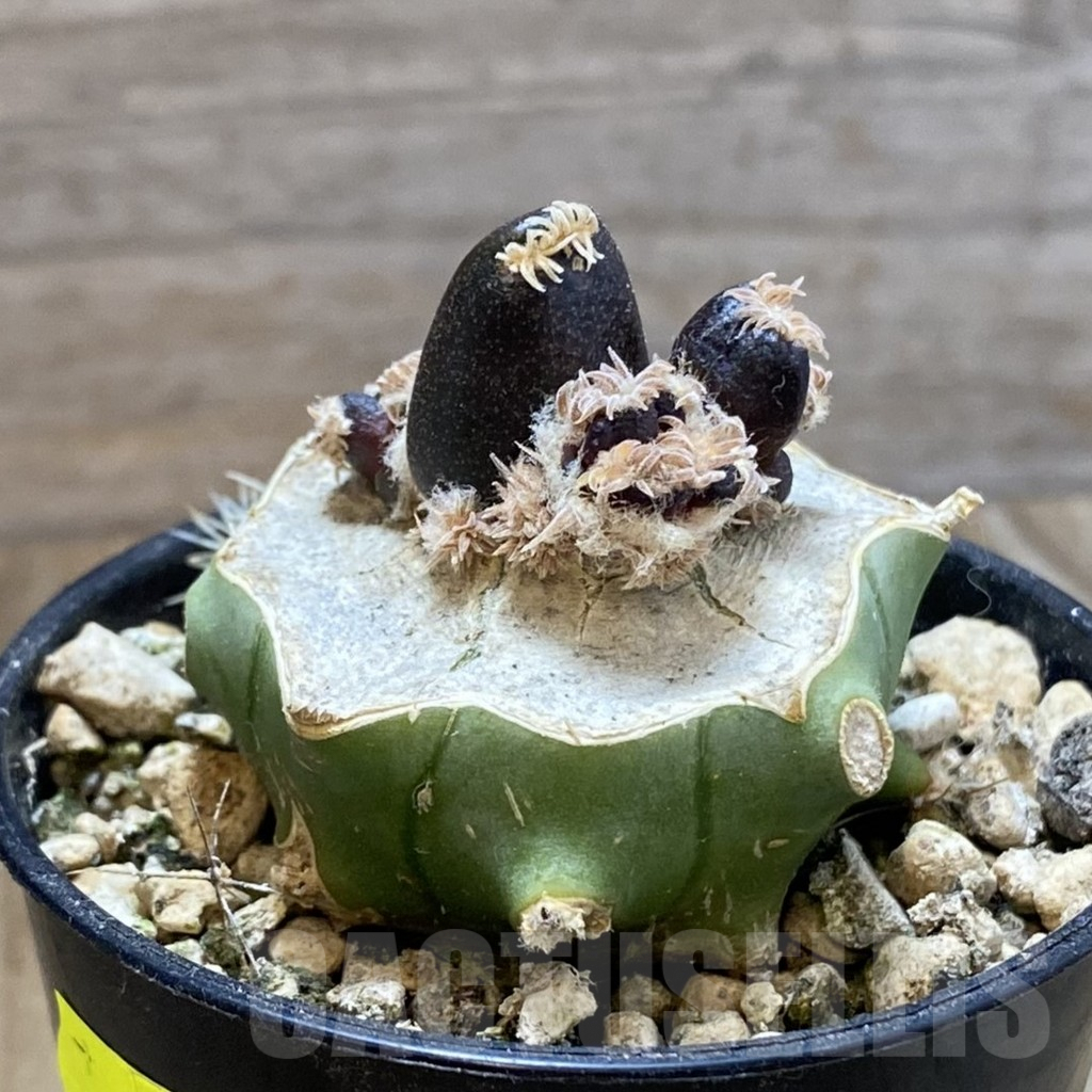 SH5786 Ariocarpus pure fourfingeks, Clone 21, grafted – Image 3