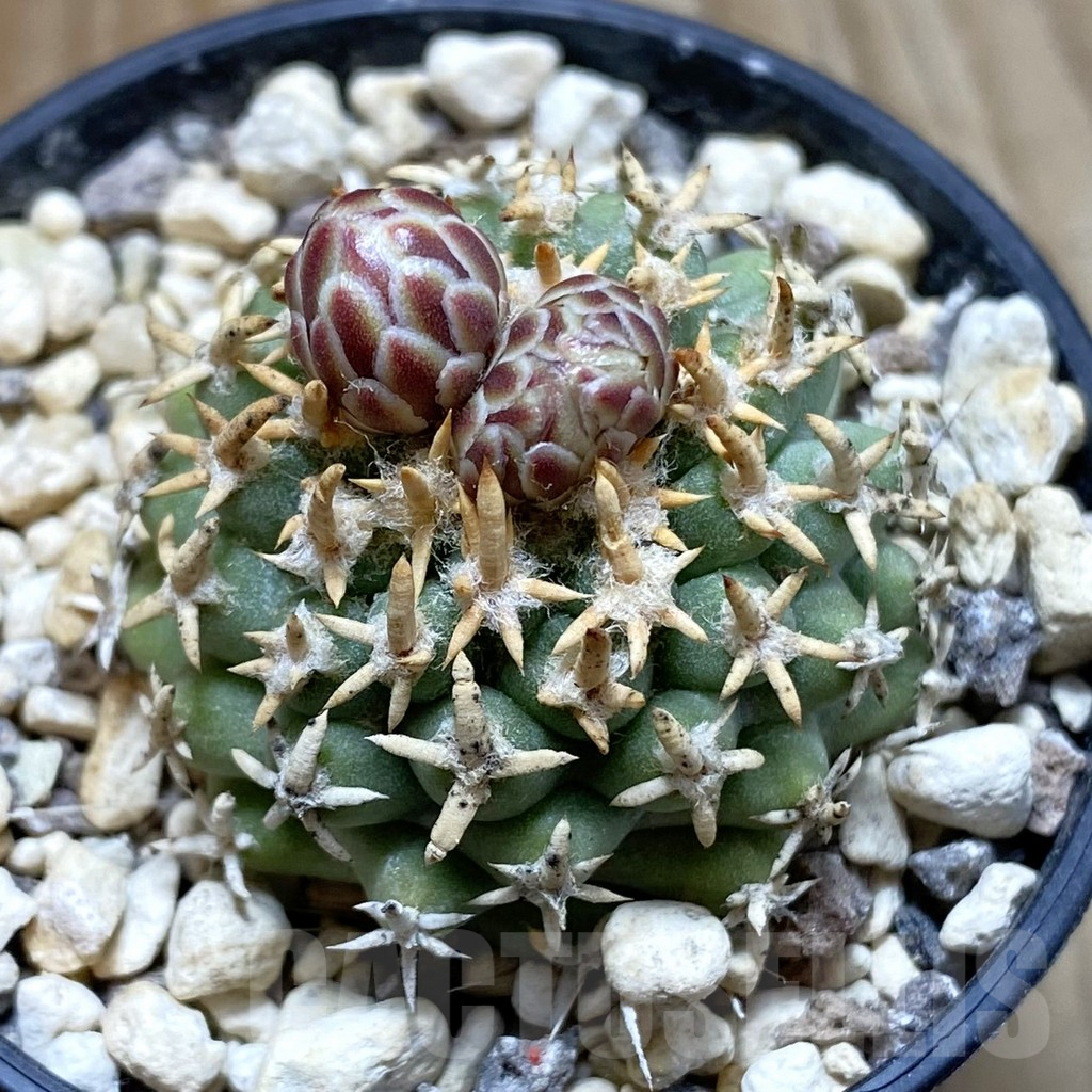 SH5738 Navajoa peeblesiana ssp. fickeisenii, Clone 14, grafted