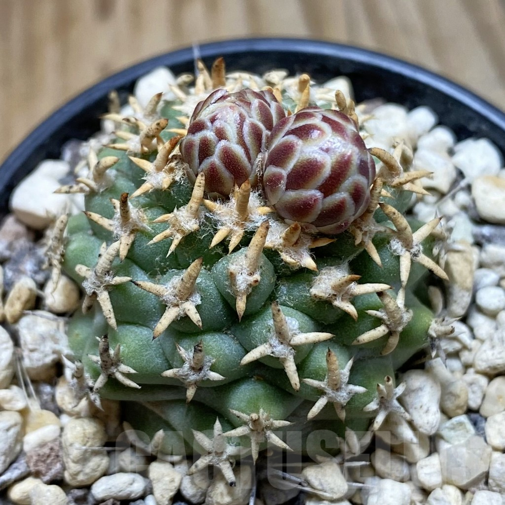 SH5738 Navajoa peeblesiana ssp. fickeisenii, Clone 14, grafted - immagine 2