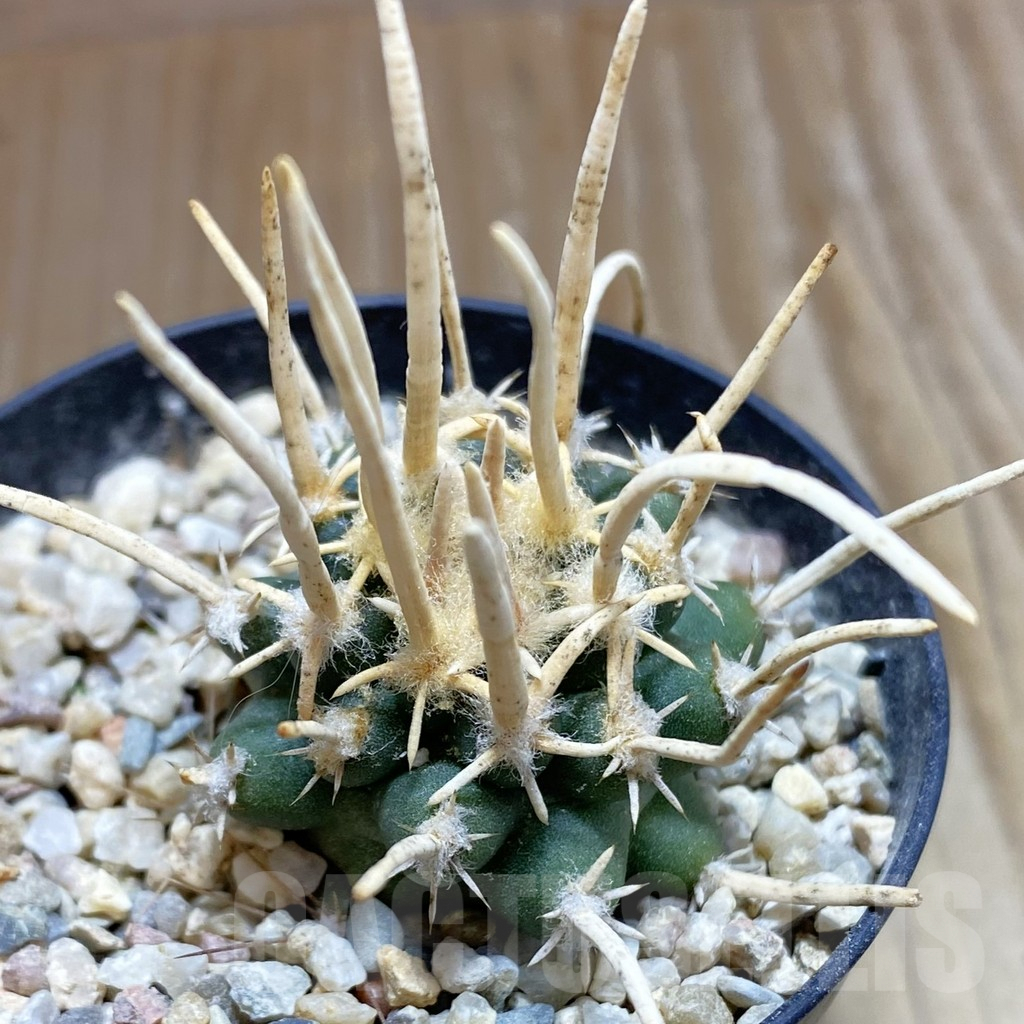 SH5733 Navajoa peeblesiana ssp. fickeisenii PJR 458, Clone 36, grafted