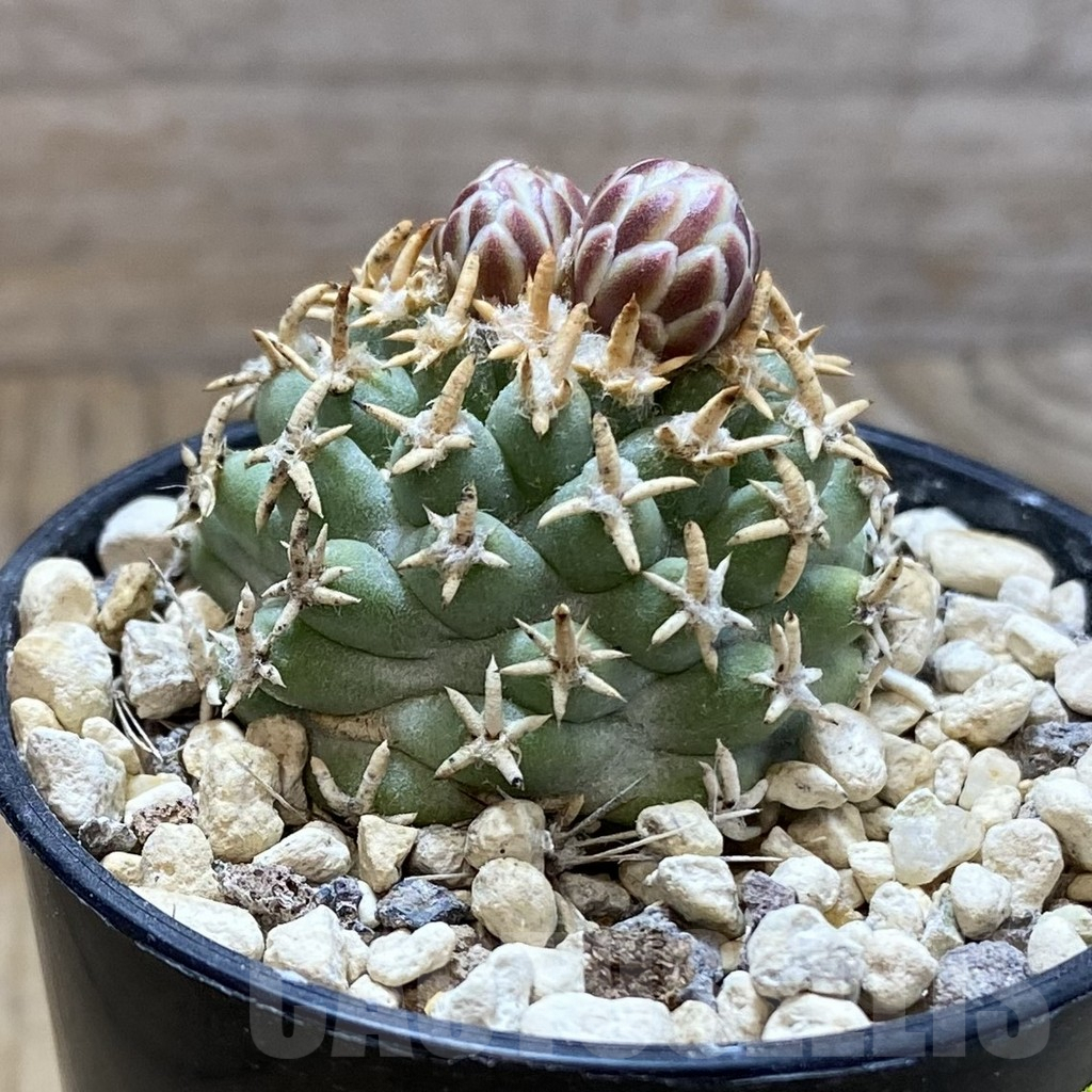 SH5738 Navajoa peeblesiana ssp. fickeisenii, Clone 14, grafted - immagine 3