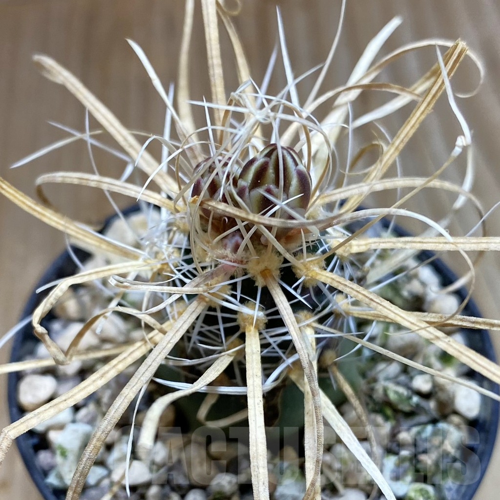 SH5740 Toumeya papyracantha SB 504, Clone 14, grafted