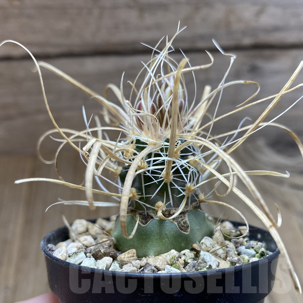 SH5740 Toumeya papyracantha SB 504, Clone 14, grafted - Image 2