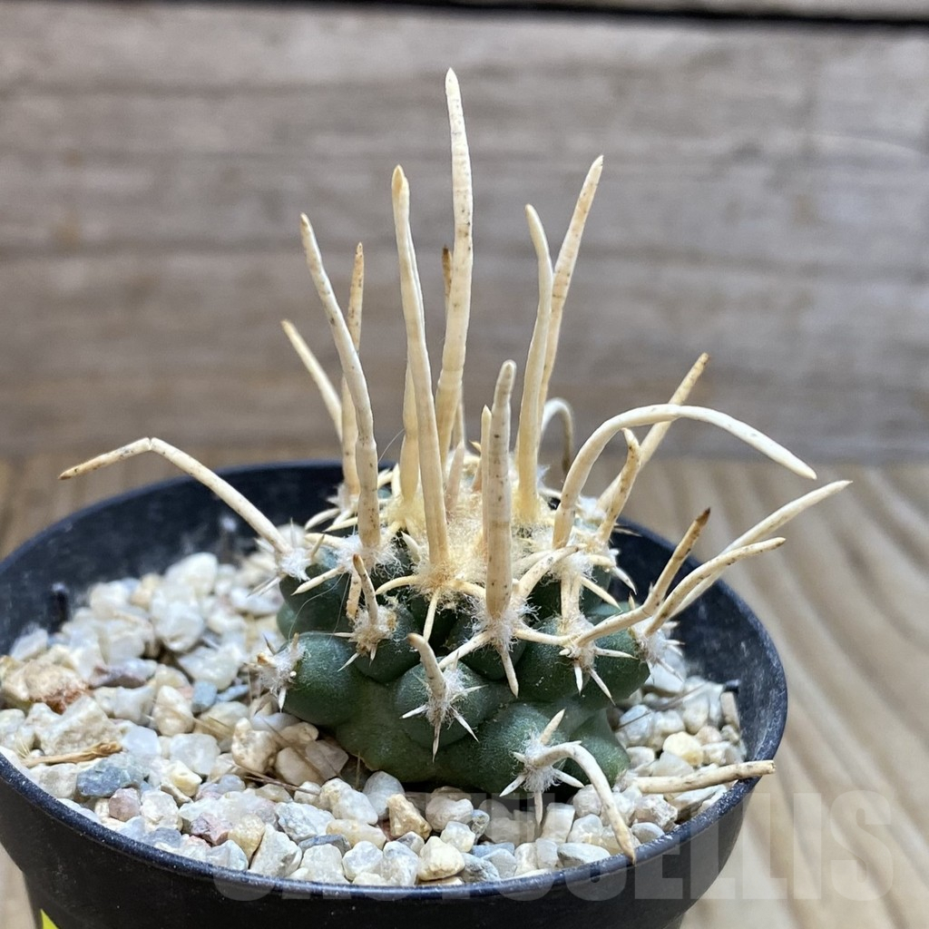 SH5733 Navajoa peeblesiana ssp. fickeisenii PJR 458, Clone 36, grafted – Bild 2