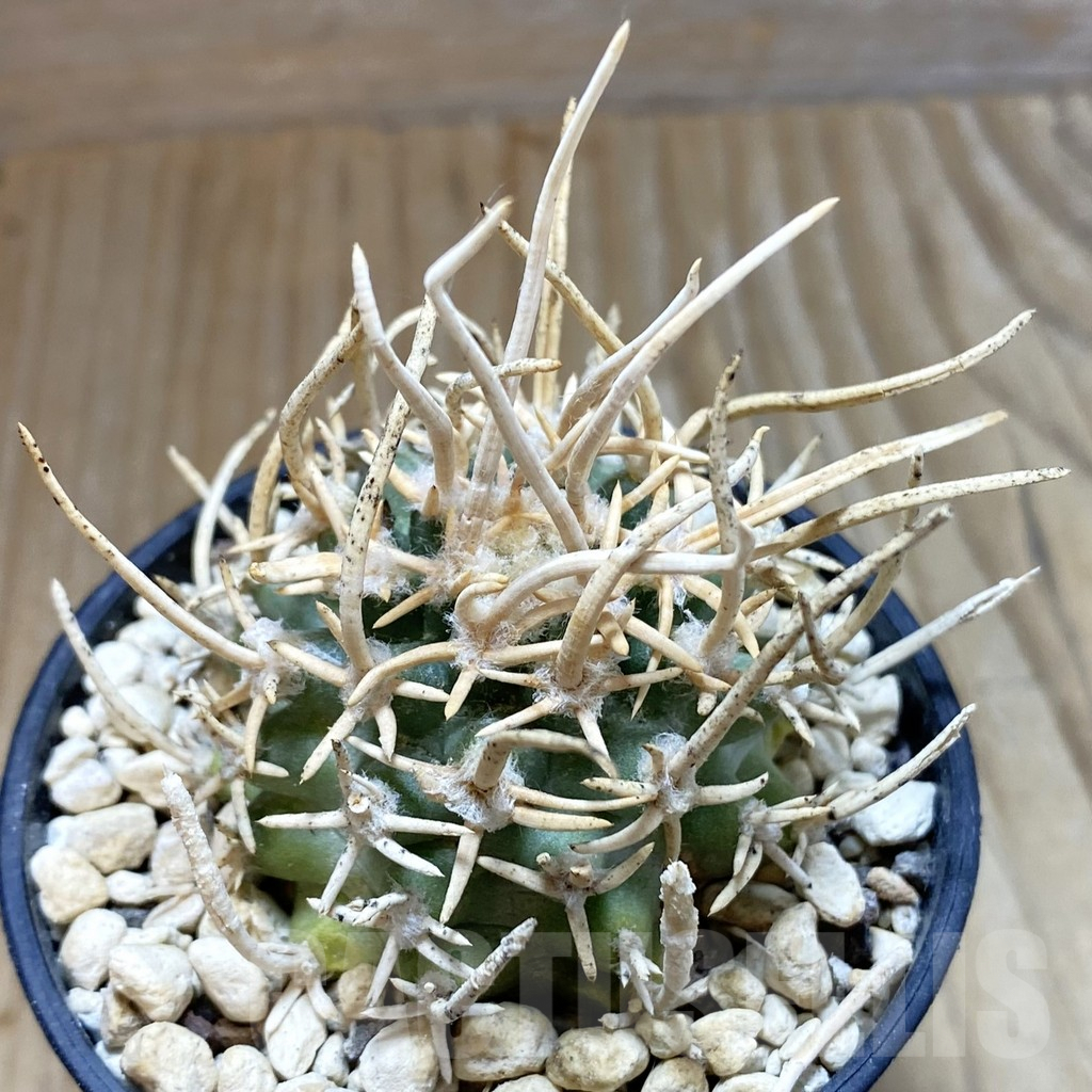 SH5744 Navajoa peeblesiana ssp. fickeisenii SB 903, Clone 11, grafted