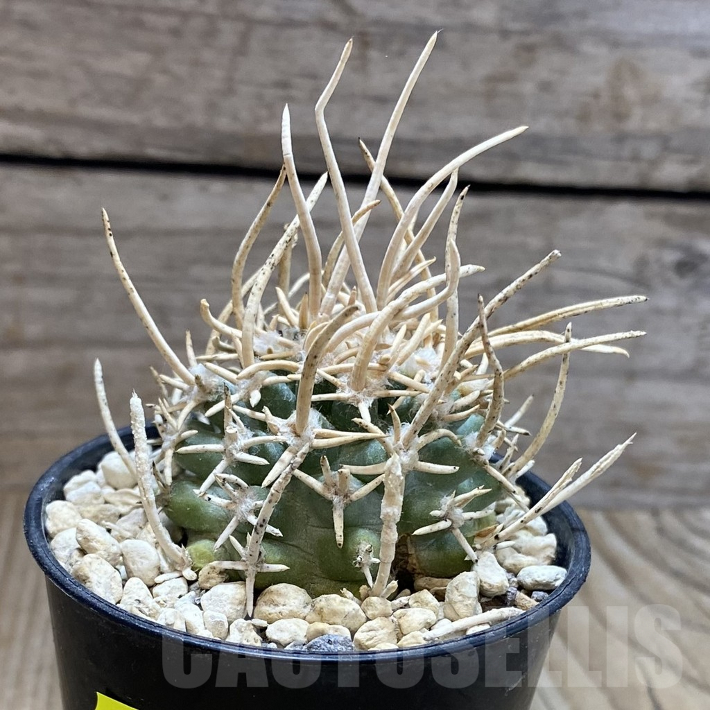 SH5744 Navajoa peeblesiana ssp. fickeisenii SB 903, Clone 11, grafted - immagine 2