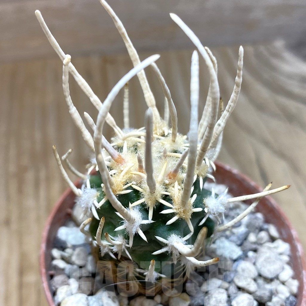 SH5734 Navajoa peeblesiana ssp. fickeisenii PJR 458, Clone 33, grafted