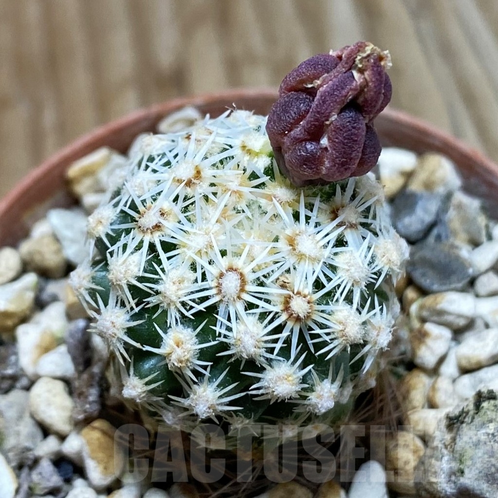 SH5748 Pediocactus despainii PJR 529, Clone 22, grafted