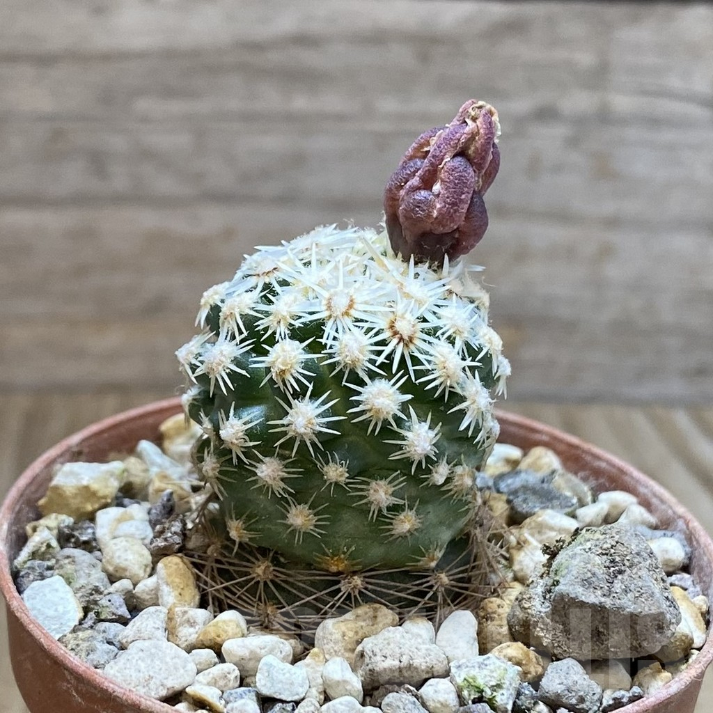 SH5748 Pediocactus despainii PJR 529, Clone 22, grafted - Зображення 2