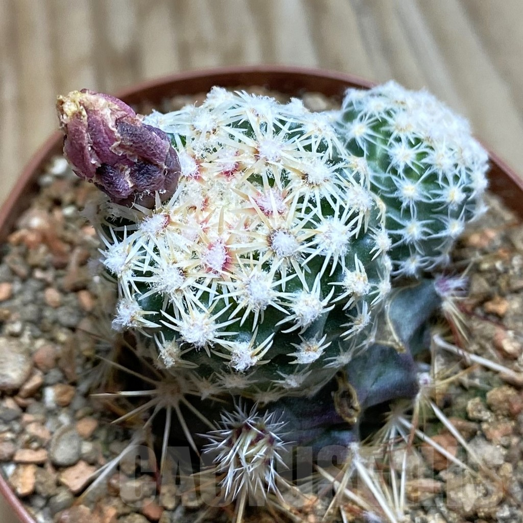 SH5749 Pediocactus despainii PJR 529, Clone 27, grafted