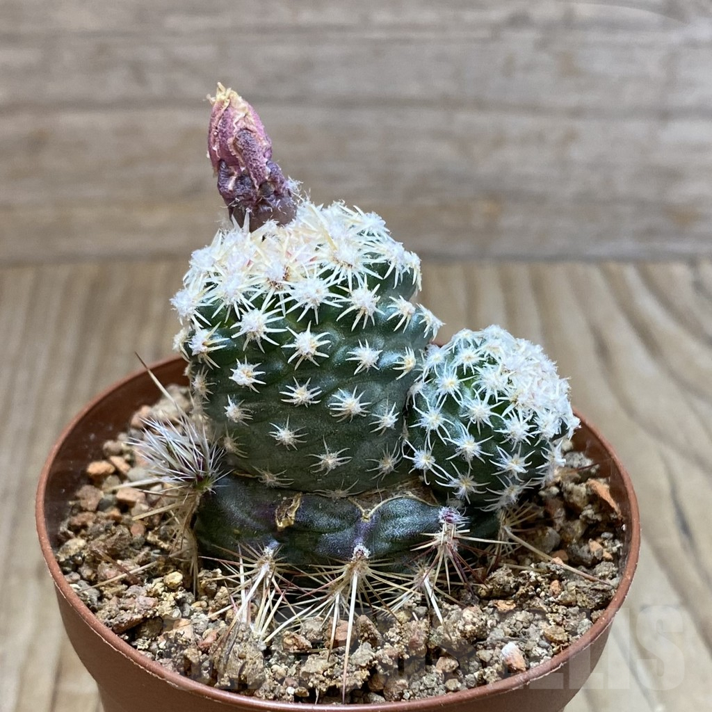 SH5749 Pediocactus despainii PJR 529, Clone 27, grafted – Image 2