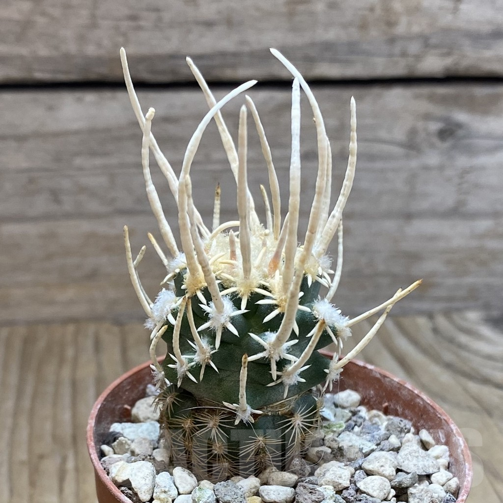 SH5734 Navajoa peeblesiana ssp. fickeisenii PJR 458, Clone 33, grafted - Imagen 2