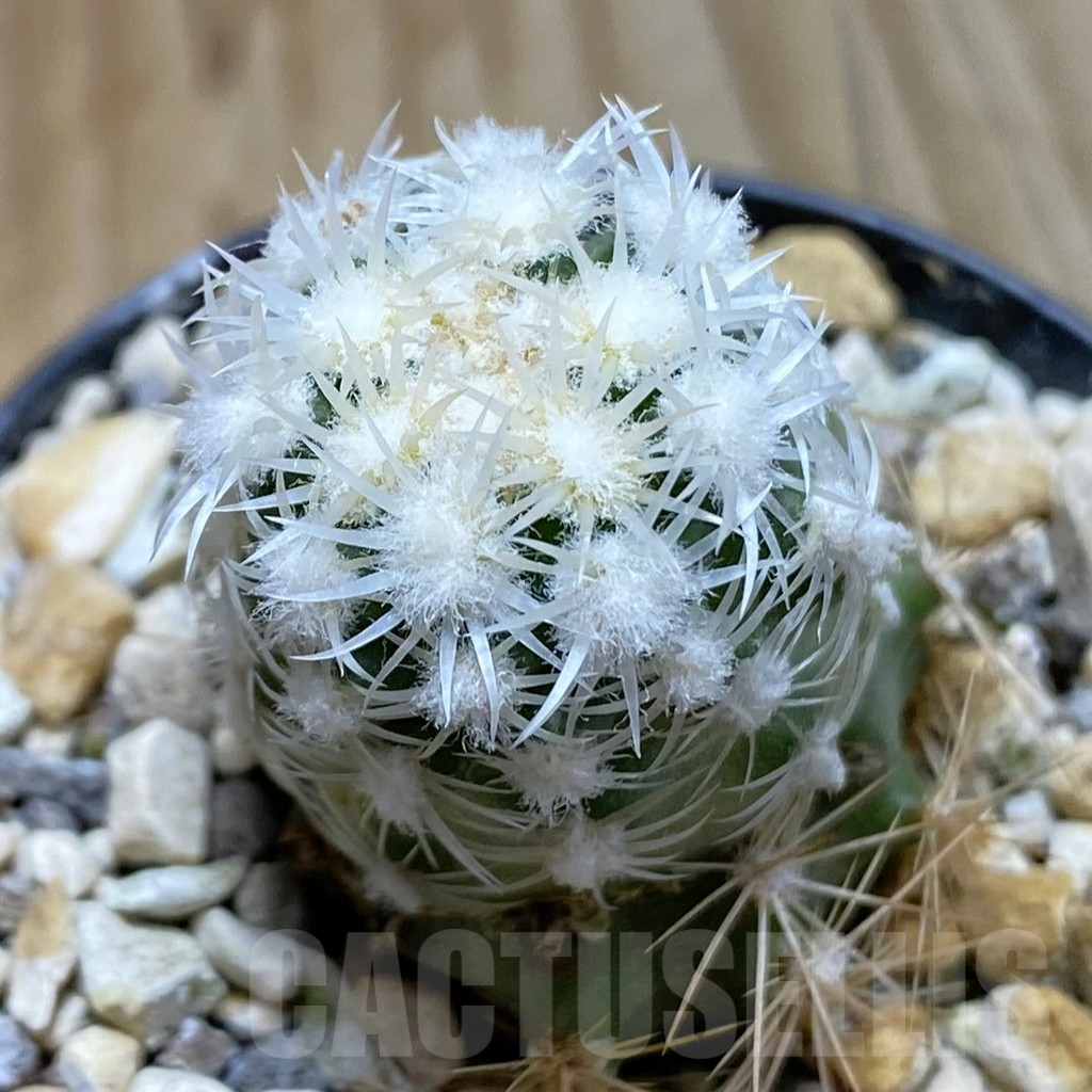 SH5751 Pediocactus bradyi SB 470, Clone 21, grafted