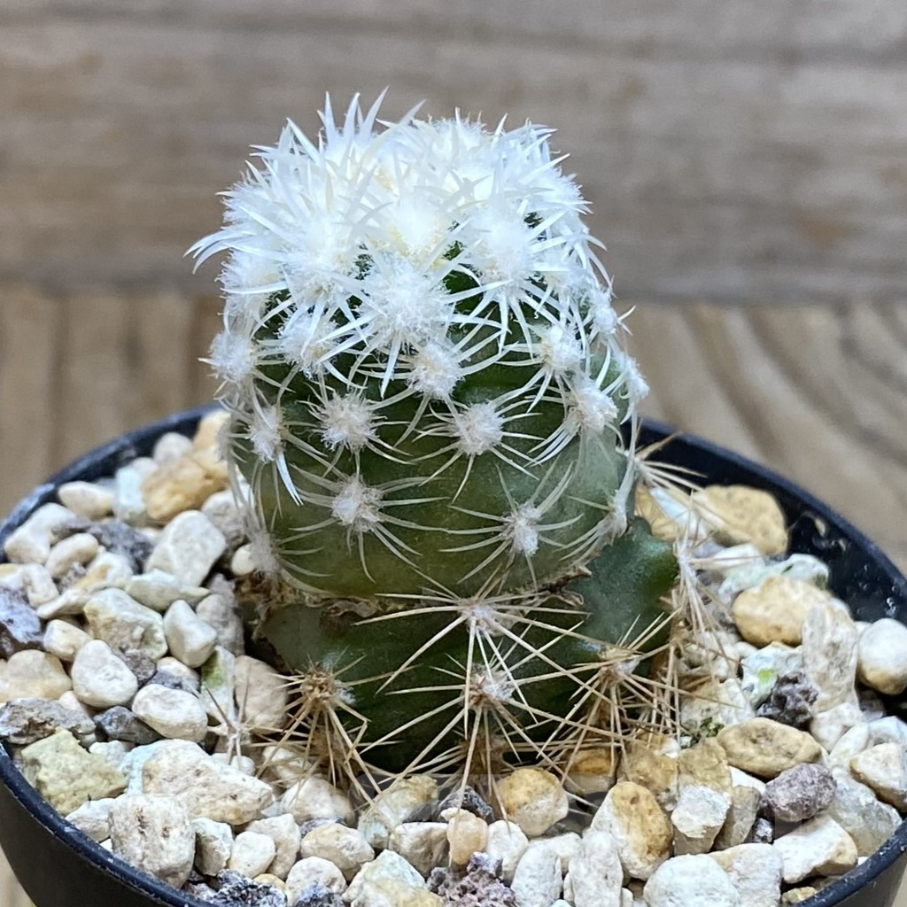 SH5751 Pediocactus bradyi SB 470, Clone 21, grafted - immagine 2