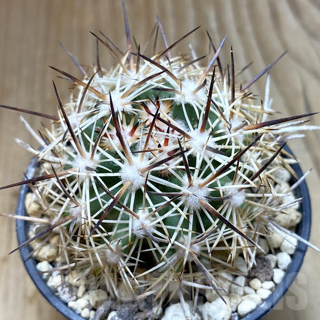 SH5752 Pediocactus sileri, Clone 12, grafted
