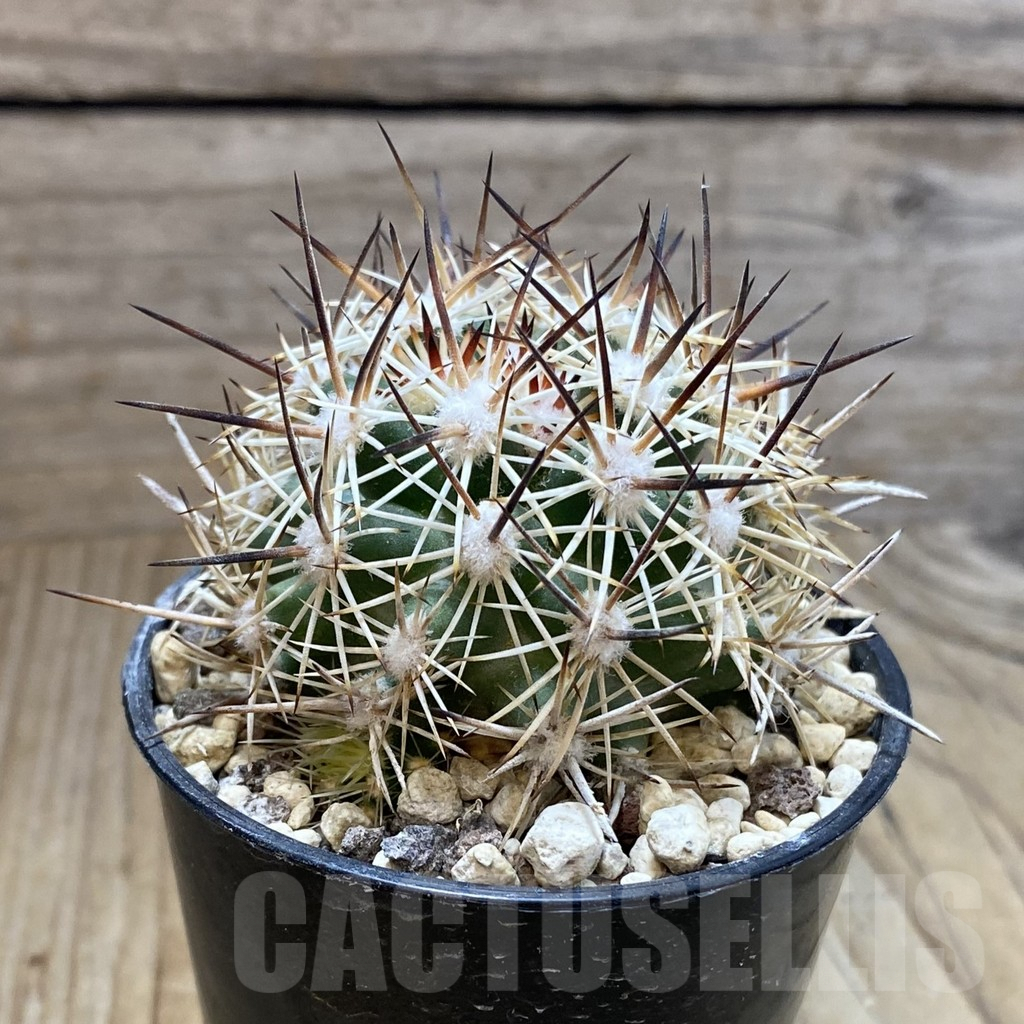 SH5752 Pediocactus sileri, Clone 12, grafted - immagine 2