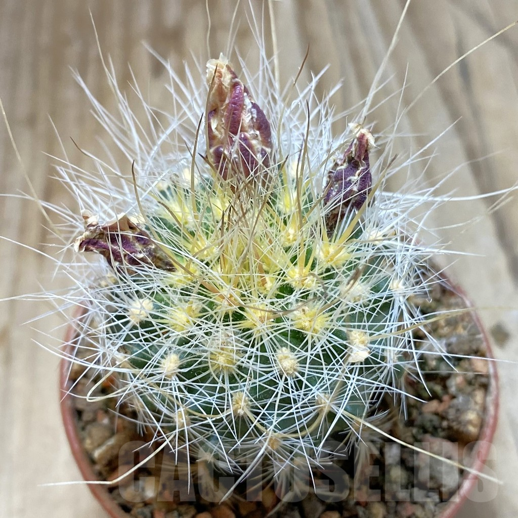SH5753 Pediocactus paradinei RP 80, Clone 32, grafted