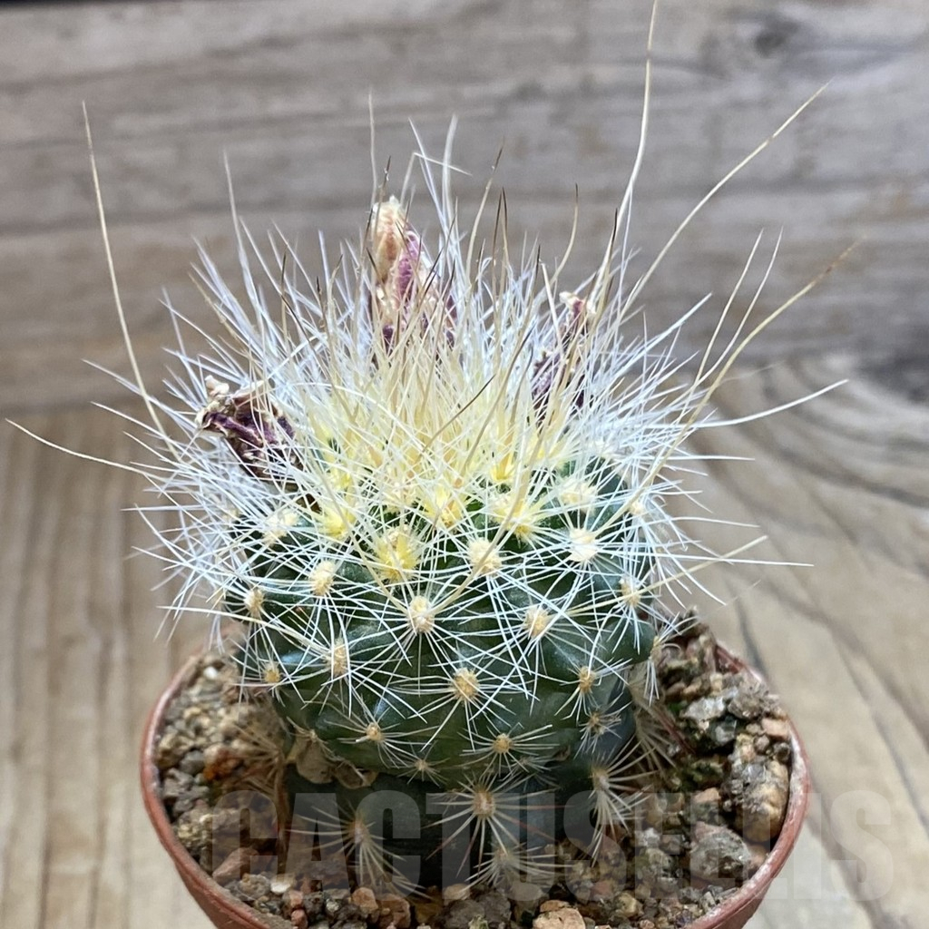 SH5753 Pediocactus paradinei RP 80, Clone 32, grafted - Image 2