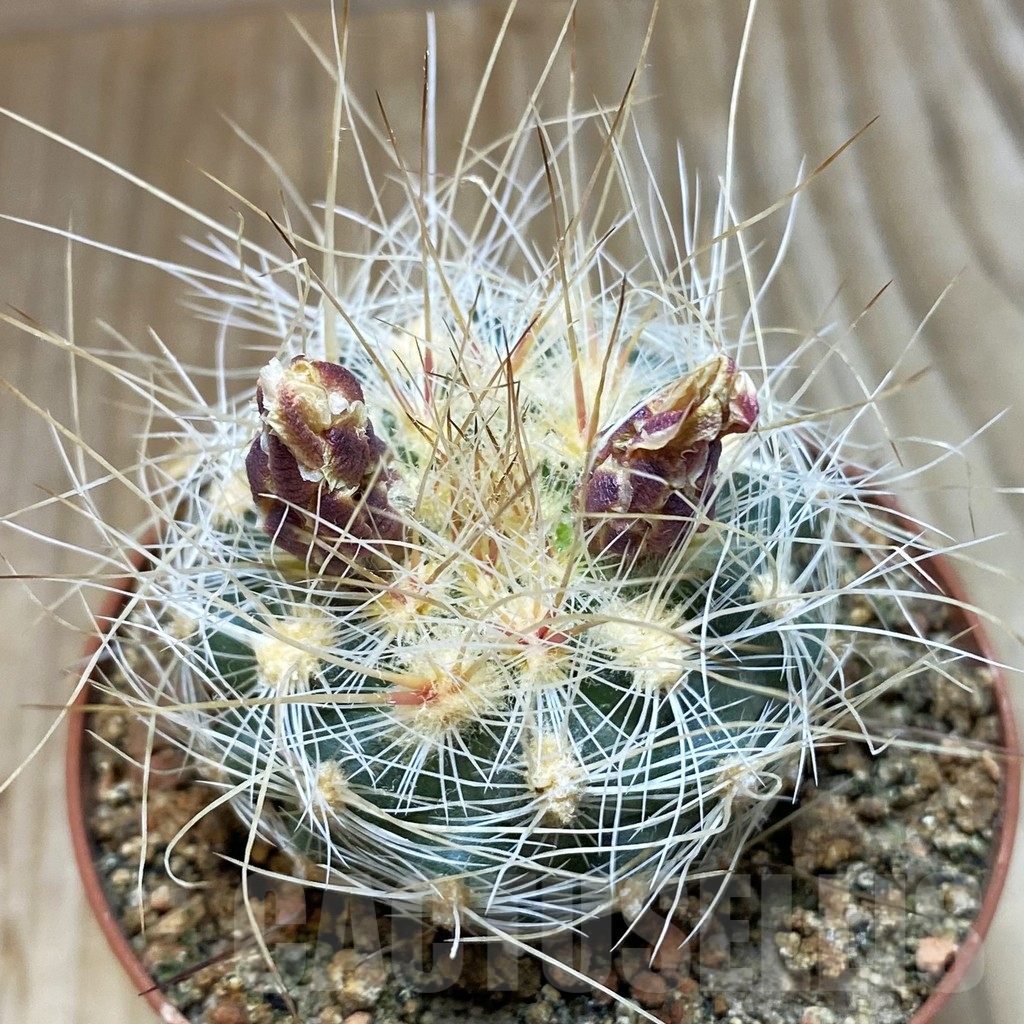 SH5754 Pediocactus paradinei RP 80, Clone 24, grafted