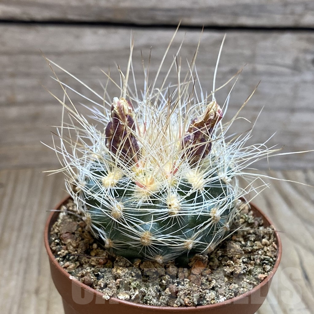 SH5754 Pediocactus paradinei RP 80, Clone 24, grafted - immagine 2