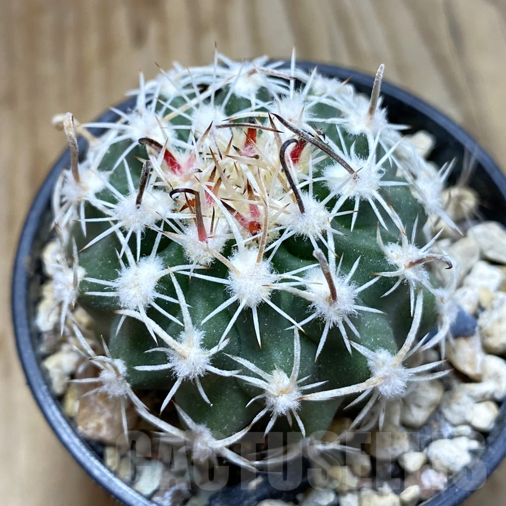 SH5756 Sclerocactus spinosior v. pubispinus, Clone 21, grafted