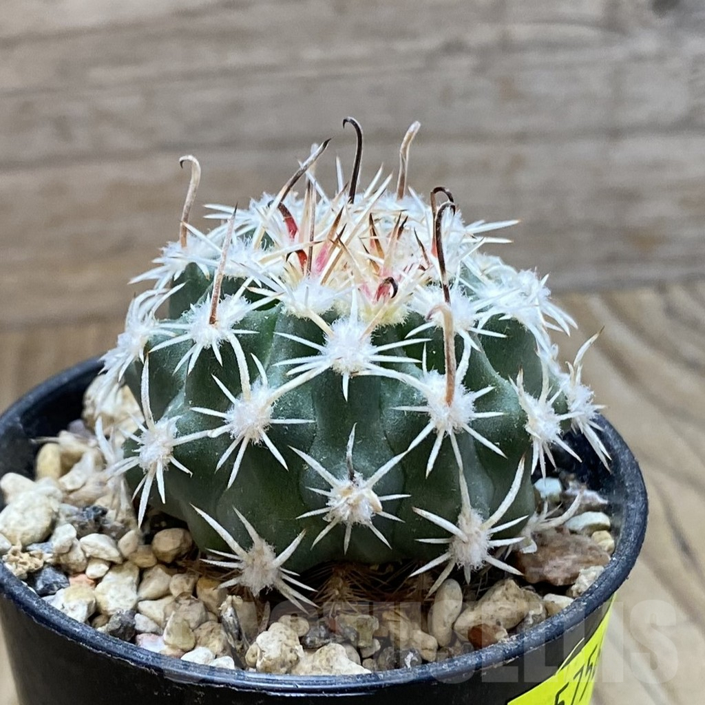 SH5756 Sclerocactus spinosior v. pubispinus, Clone 21, grafted - Image 2