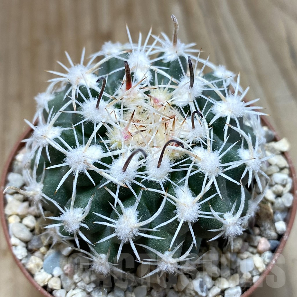 SH5757 Sclerocactus spinosior v. pubispinus, Clone 21, grafted