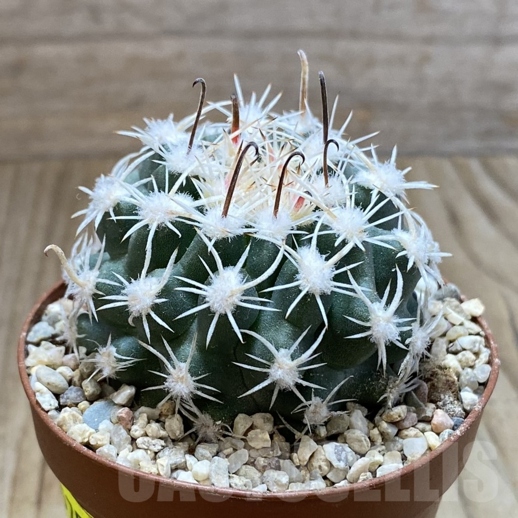 SH5757 Sclerocactus spinosior v. pubispinus, Clone 21, grafted - Image 2