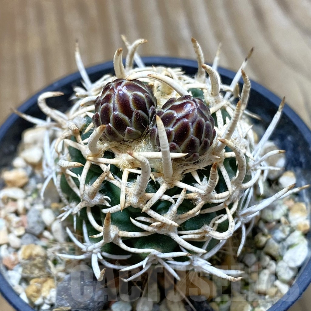 SH5735 Navajoa peeblesiana, Clone 32, grafted