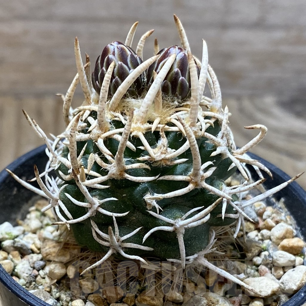 SH5735 Navajoa peeblesiana, Clone 32, grafted - Image 2