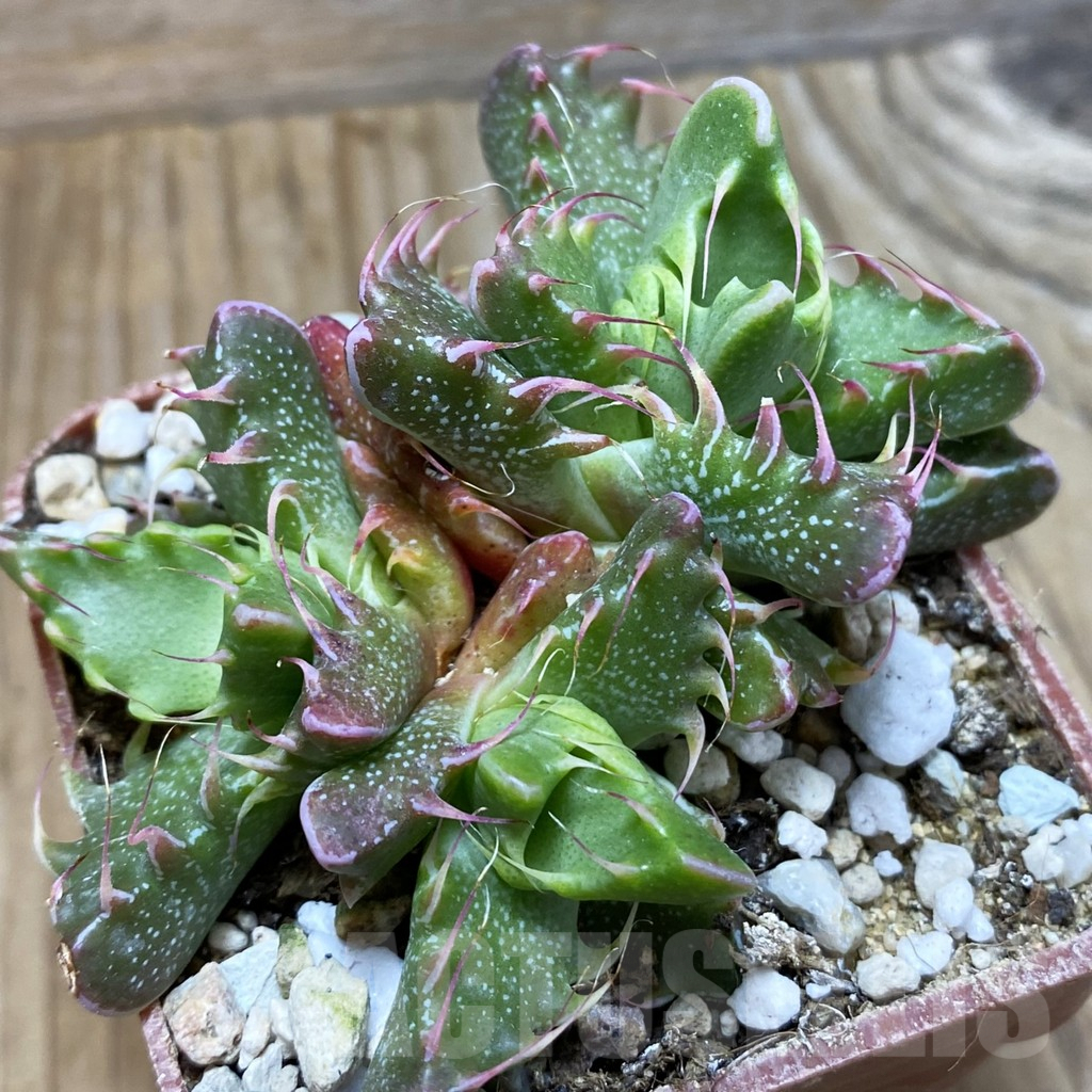 SH5882 Faucaria tigrina -Lynton-