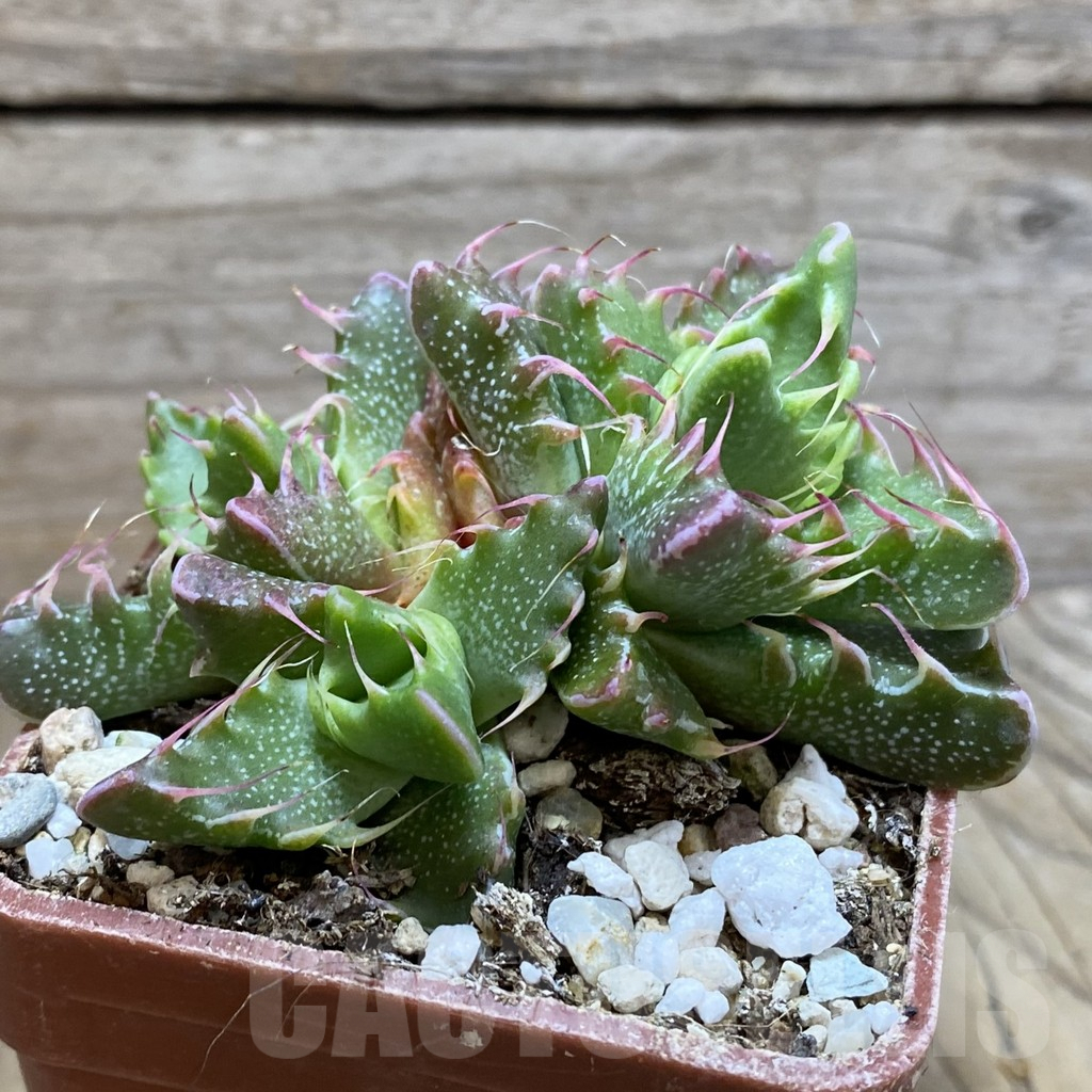 SH5882 Faucaria tigrina -Lynton- - Image 2