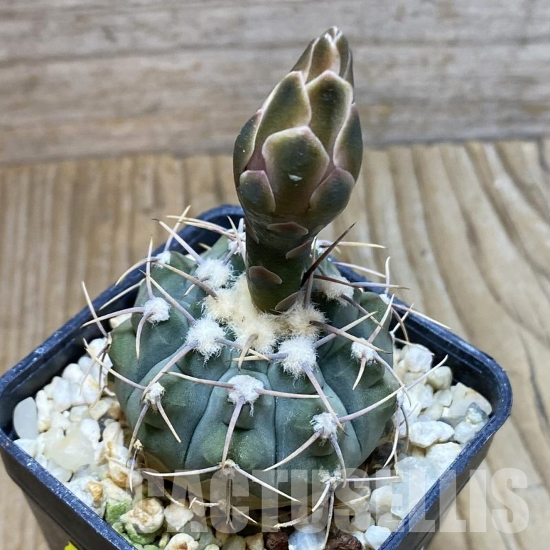 SH5856 Gymnocalycium vatteri