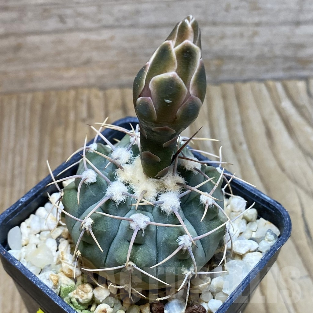 SH5856 Gymnocalycium vatteri