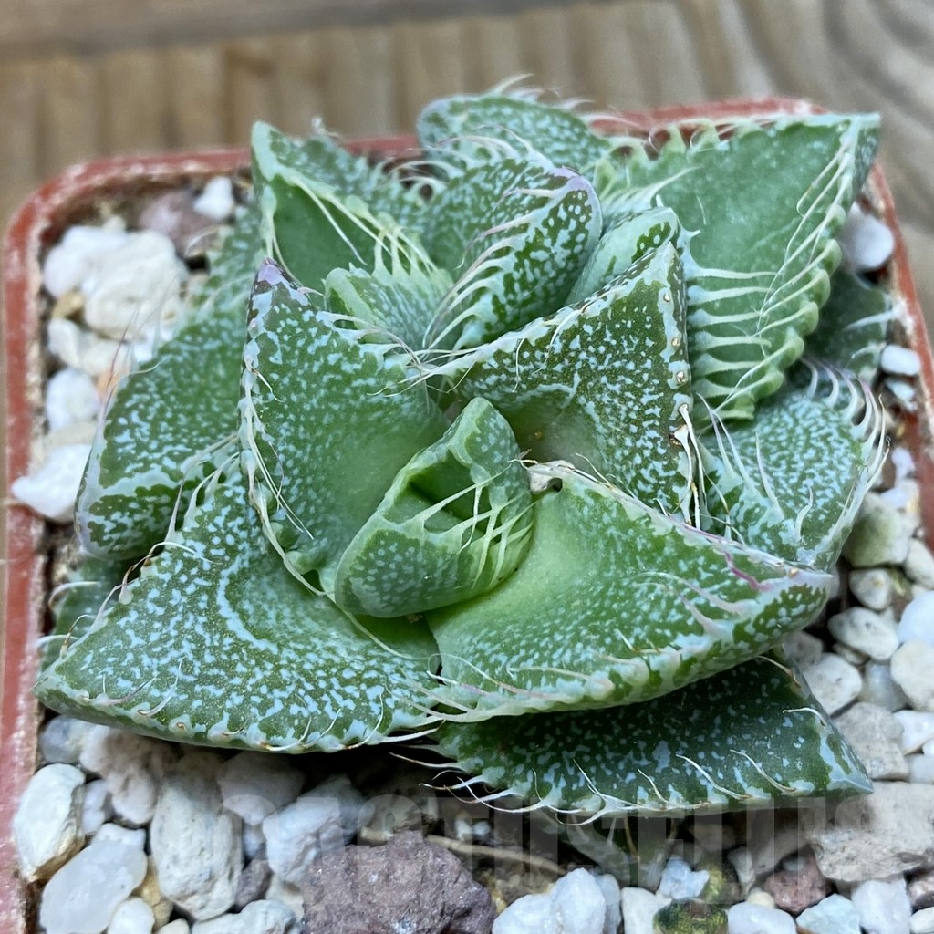 SH5884 Faucaria tigrina -Grahamstown-