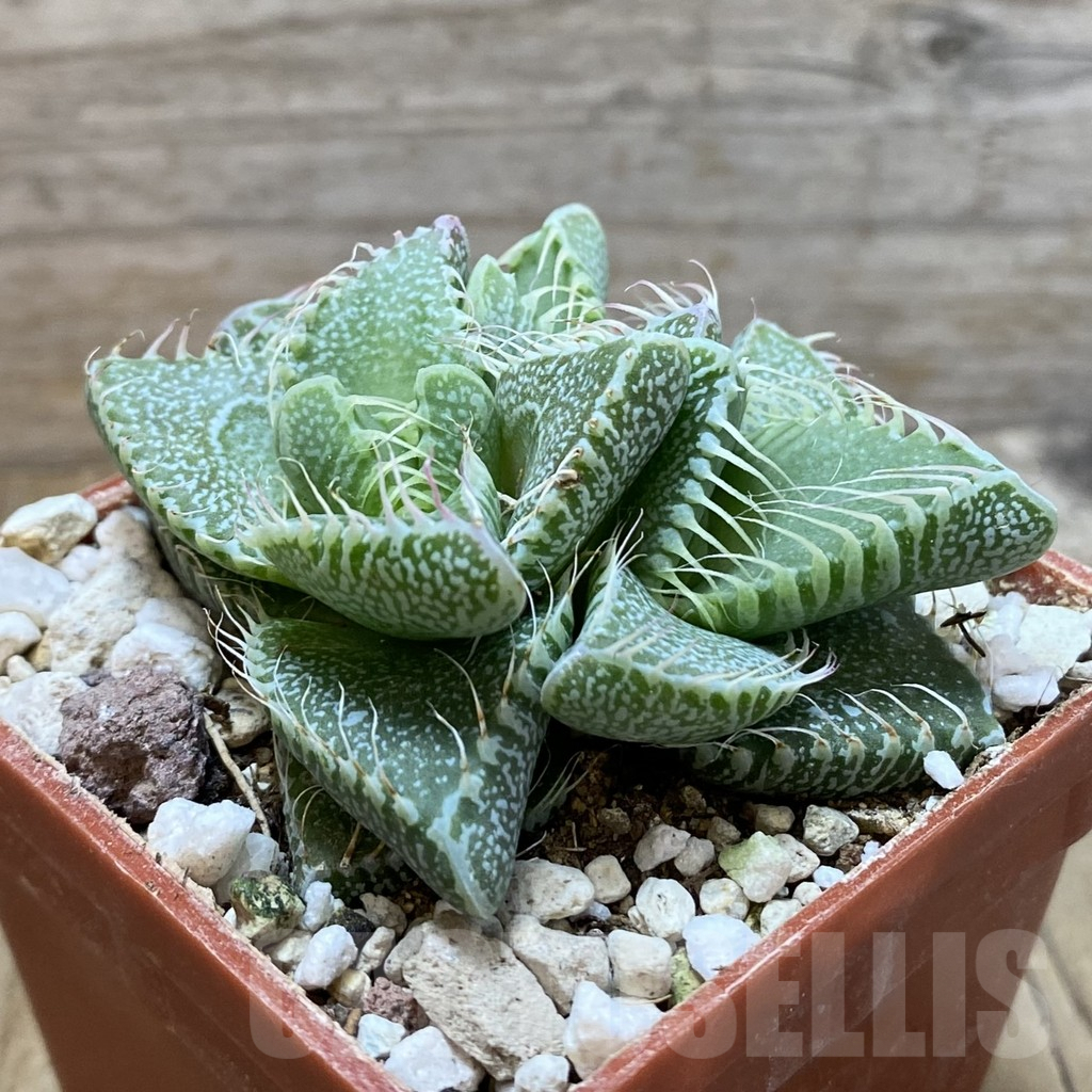 SH5884 Faucaria tigrina -Grahamstown- - 画像 (2)