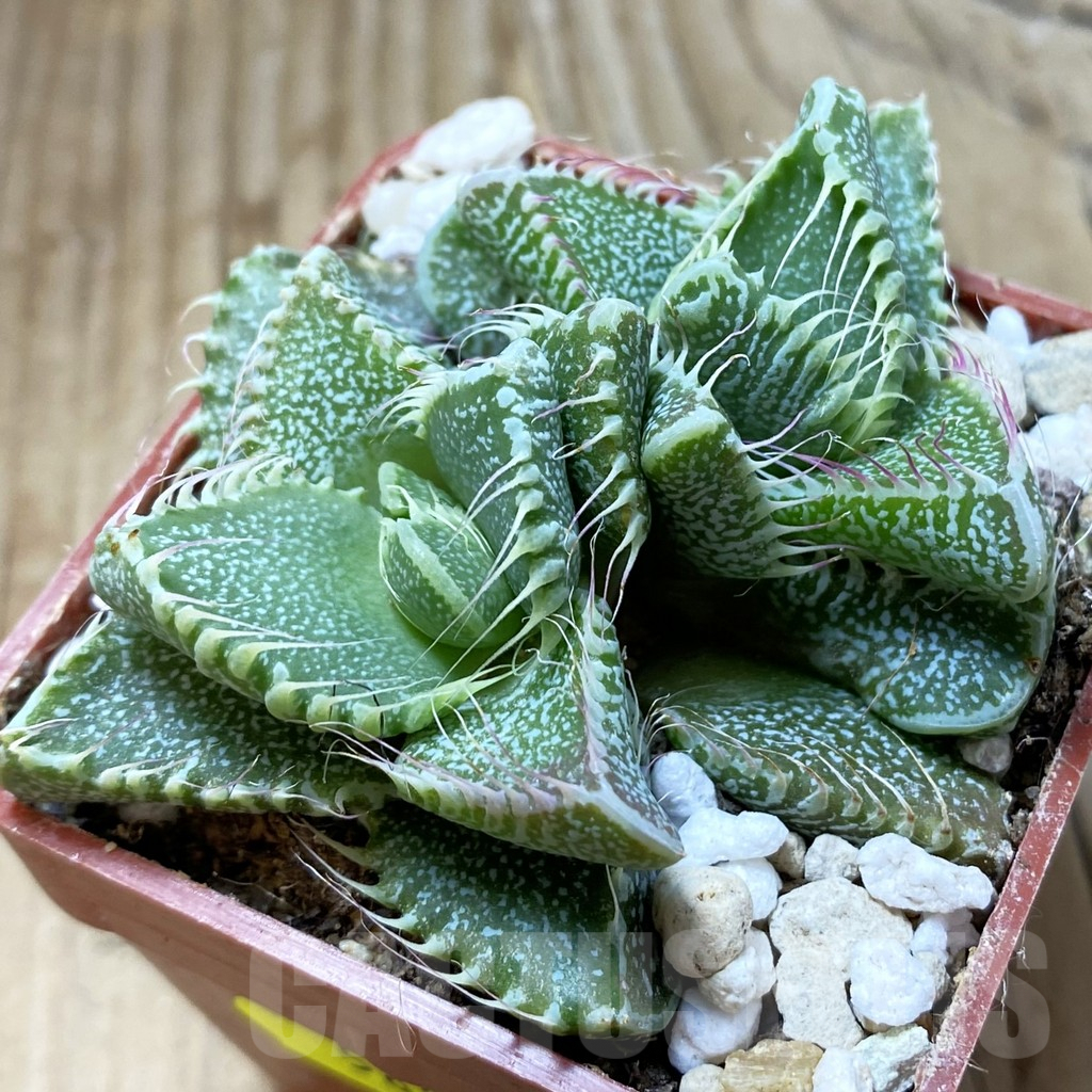 SH5885 Faucaria tigrina -Grahamstown-