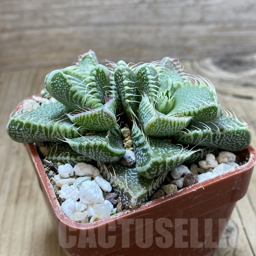 SH5885 Faucaria tigrina -Grahamstown- - Image 2