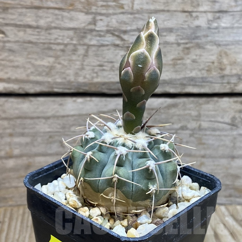 SH5856 Gymnocalycium vatteri - immagine 2