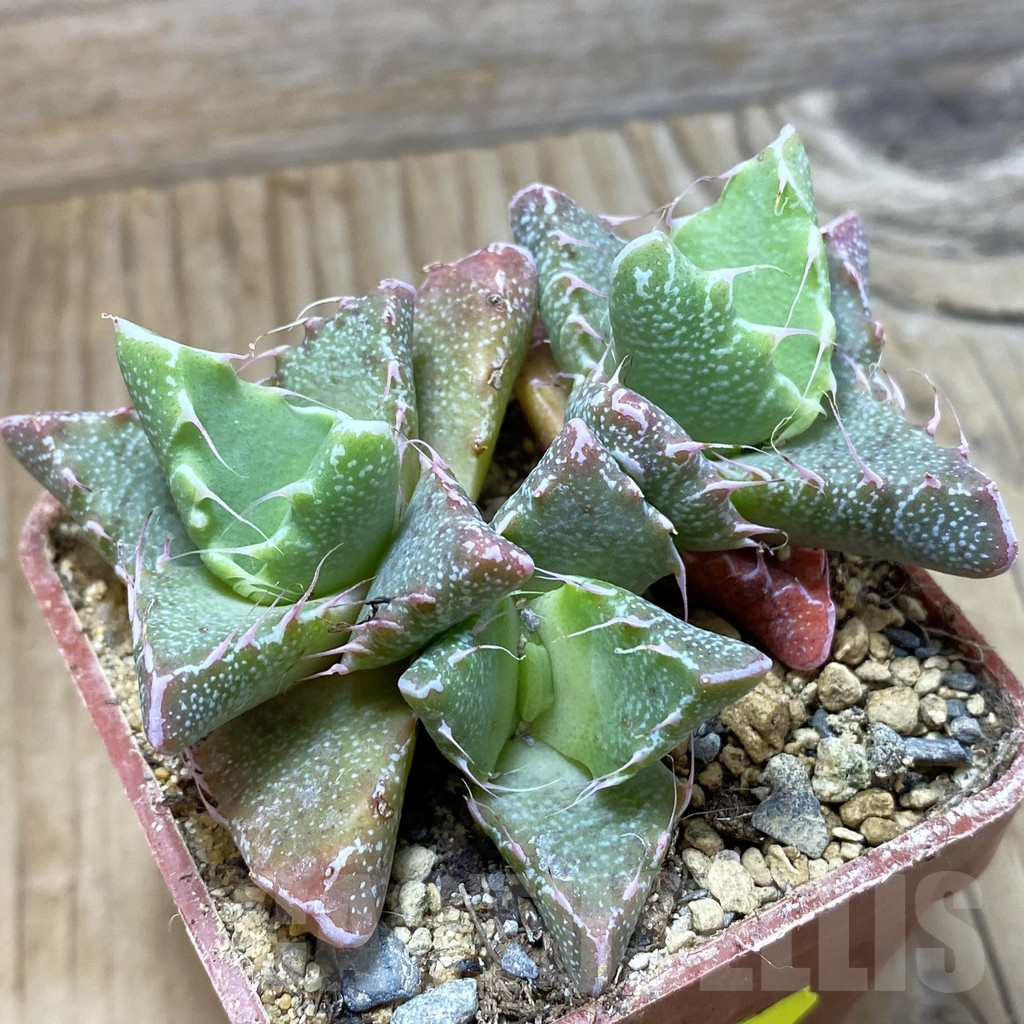 SH5887 Faucaria aff. tigrina -Fort Brown-