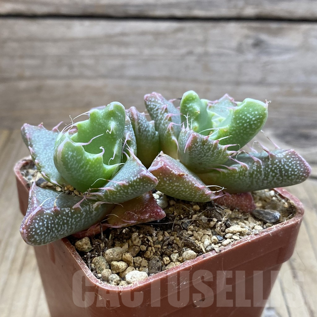 SH5887 Faucaria aff. tigrina -Fort Brown- - Image 2