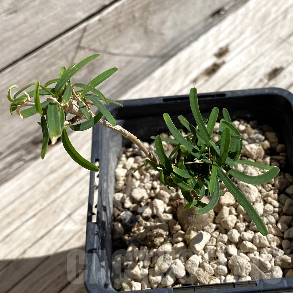 SH5893 Euphorbia hedyotoides