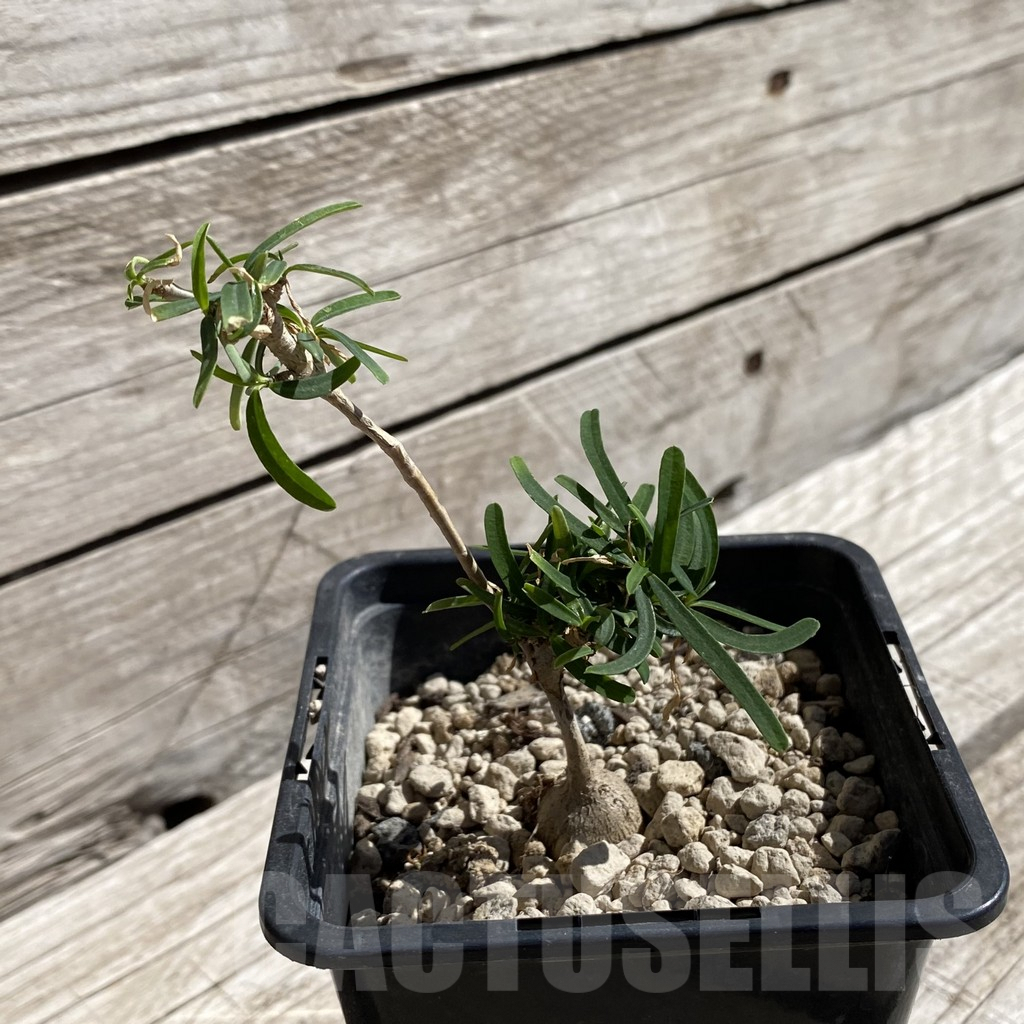 SH5893 Euphorbia hedyotoides - Image 2