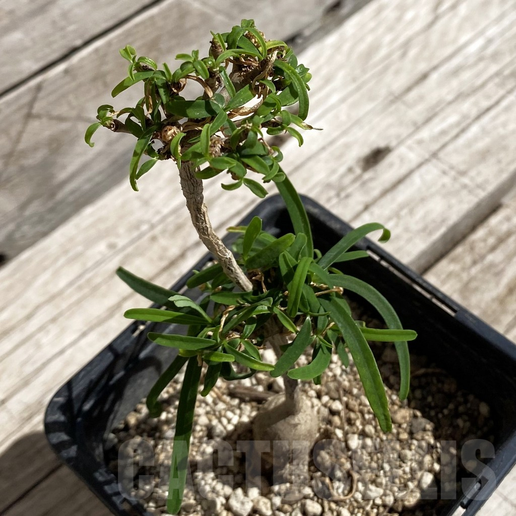 SH5894 Euphorbia hedyotoides