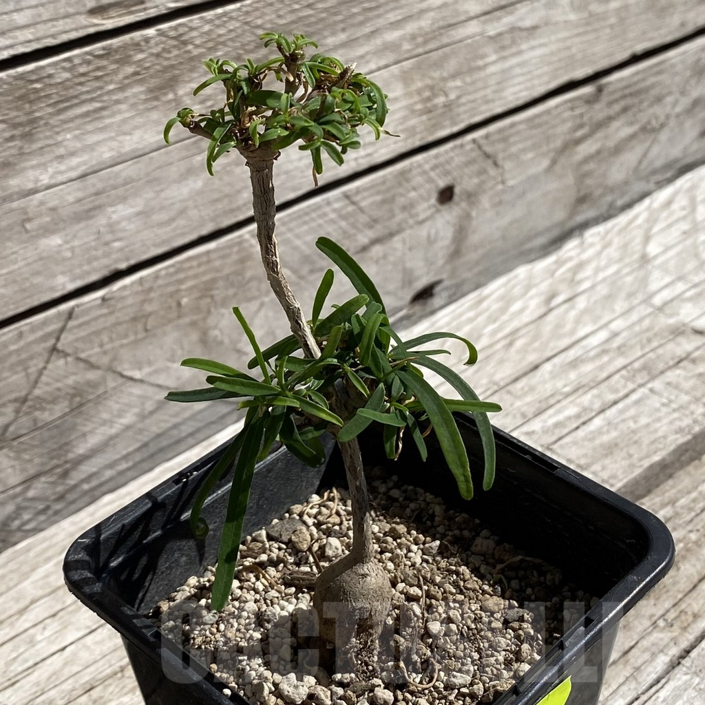 SH5894 Euphorbia hedyotoides - Image 2