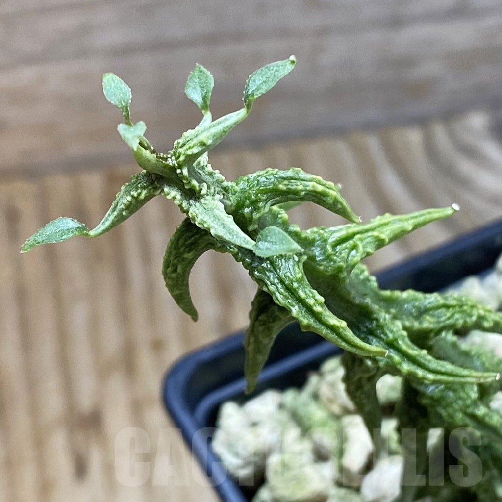 SH5898 Ceropegia simoneae ‘Green Bizarre Form’