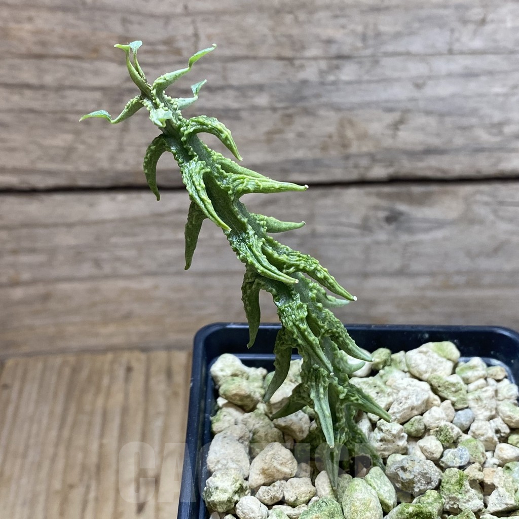 SH5898 Ceropegia simoneae ‘Green Bizarre Form’ - Image 2