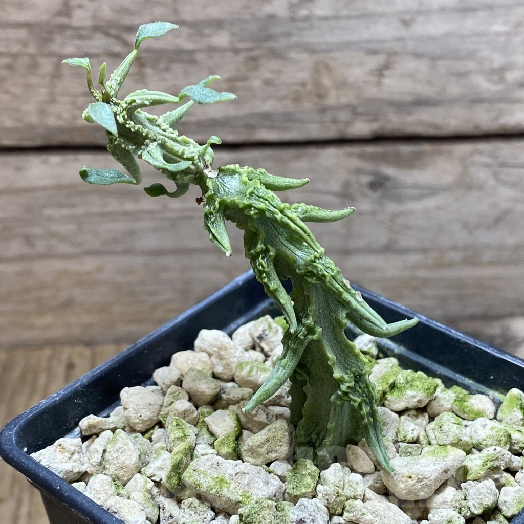 SH5899 Ceropegia simoneae ‘Green Bizarre Form’ - 画像 (2)